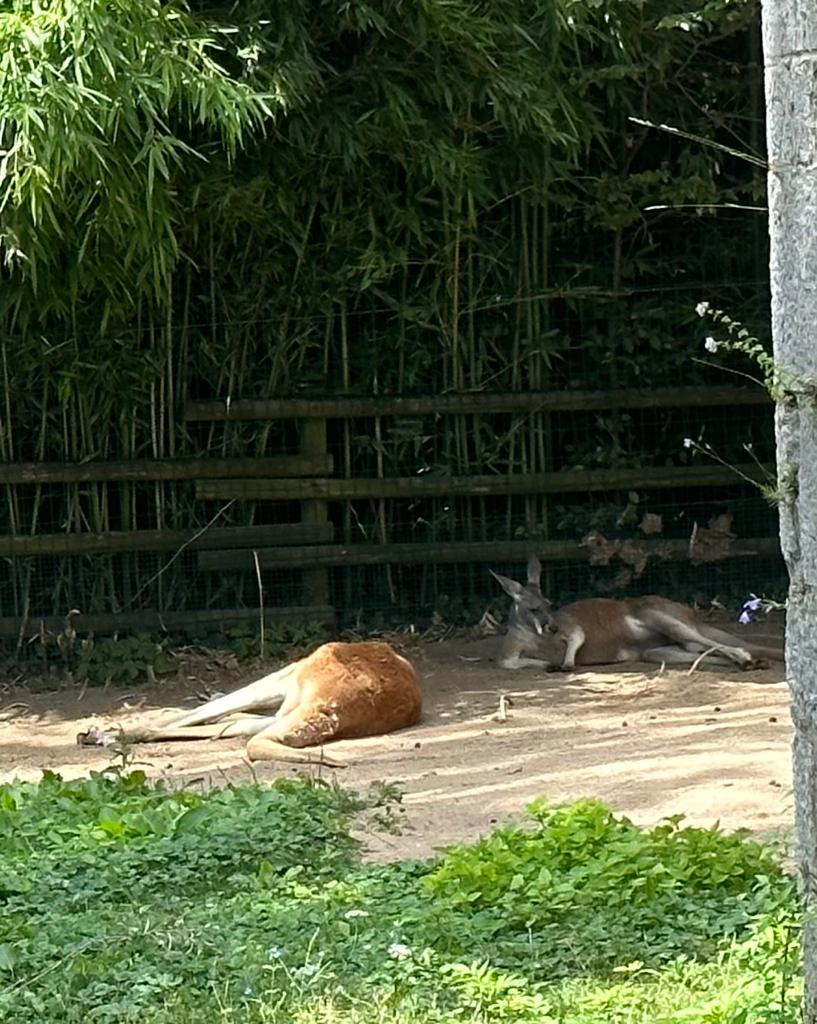 Besancon kangaroos