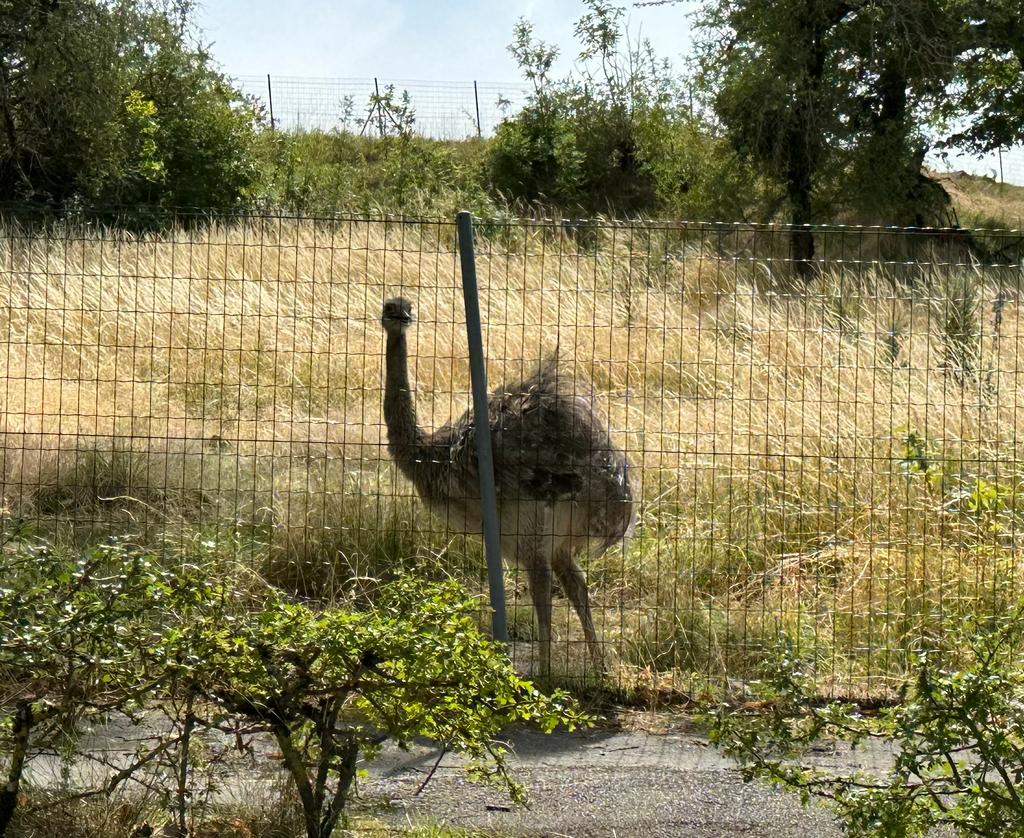 Besancon Ostrich