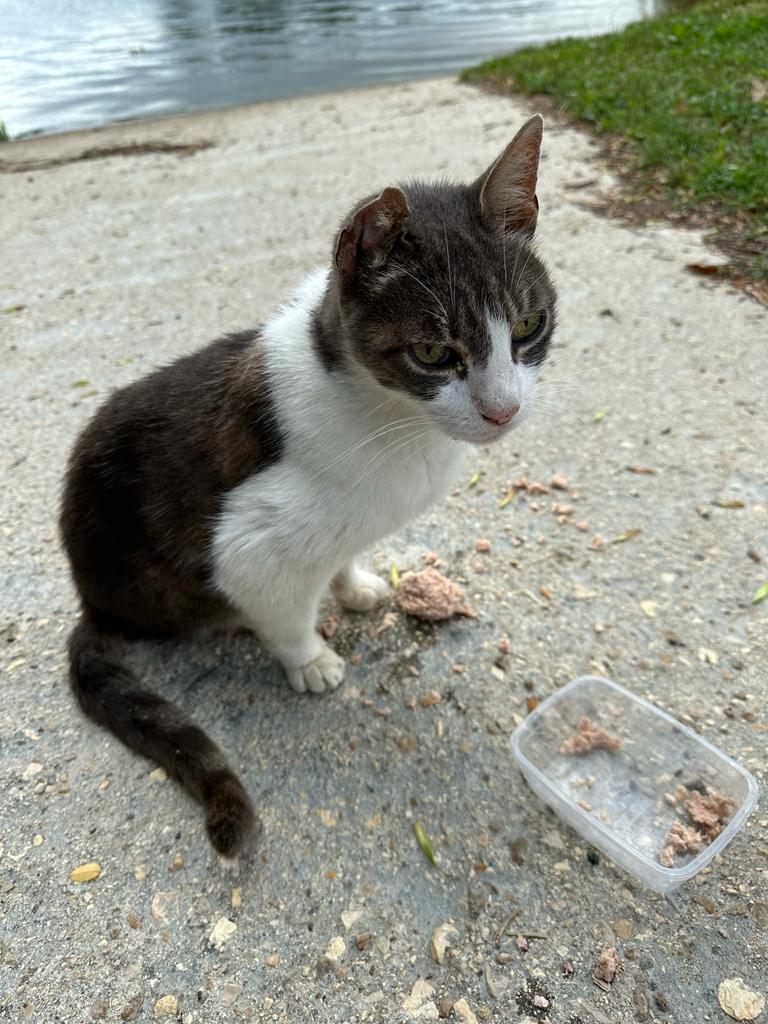 hungry cat with three legs