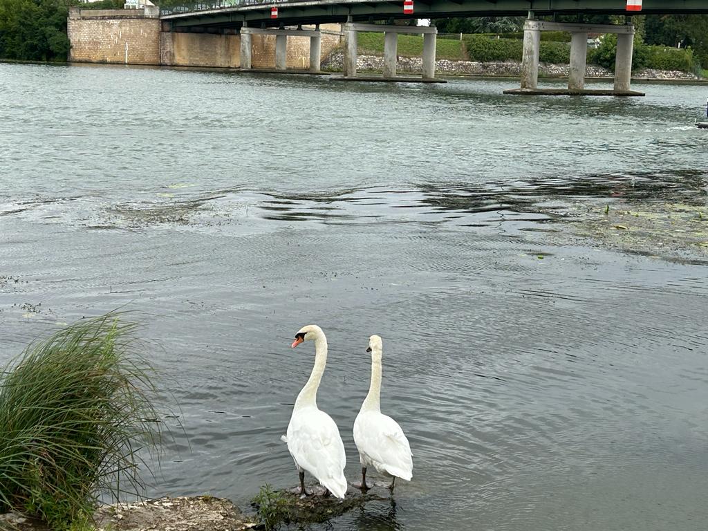 Swans in Auxonne