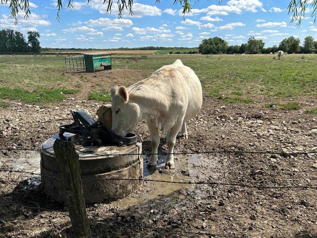 cows on the French canals