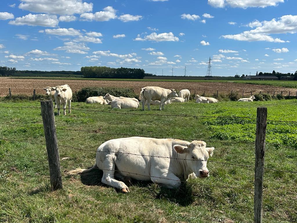 cows on the French canals