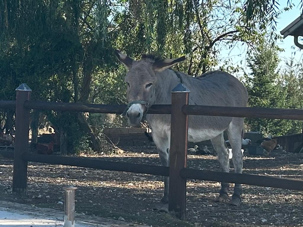 A donkey peering over at us in our French canal boat