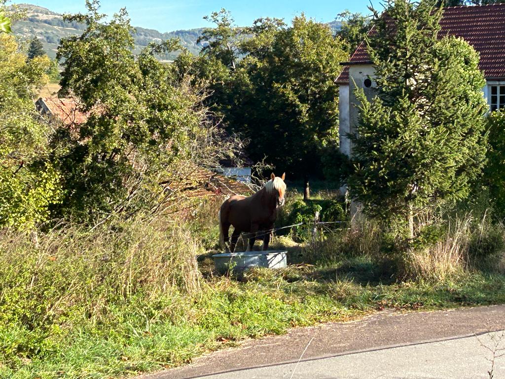 Horse on the Canal du Centre