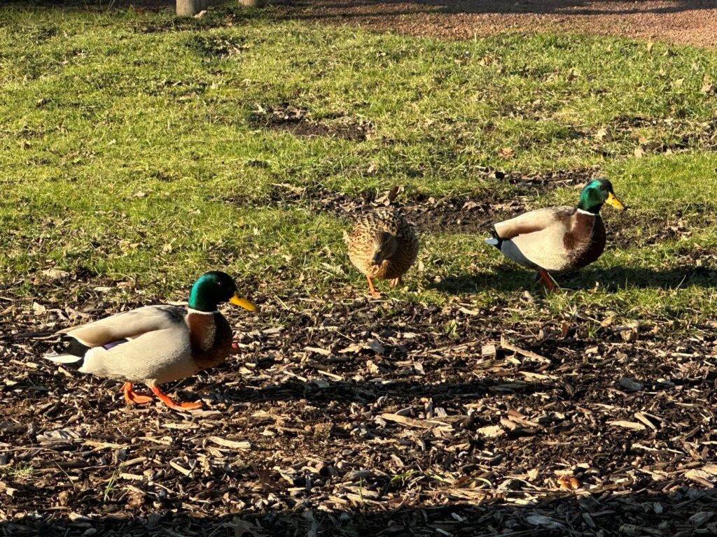 Ducks in Roanne